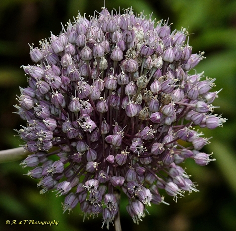 {Allium ampeloprasum}